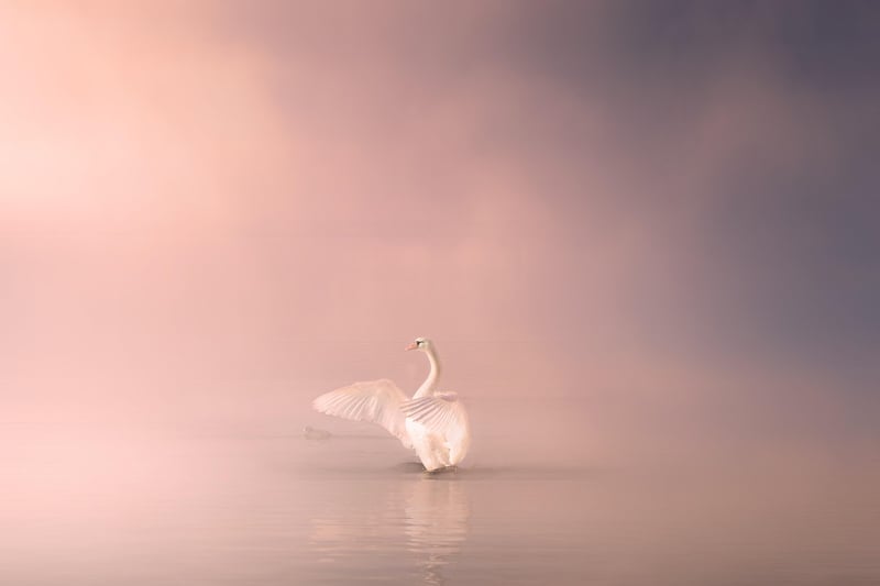 Enchanted Isle of Avalon